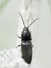 Hemicrepidius sp.